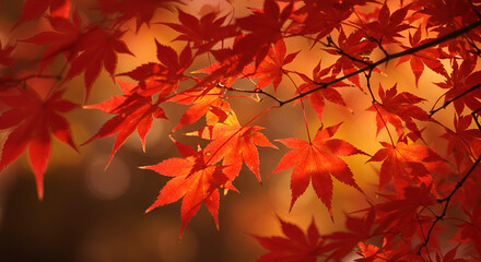 Fototapeta premium Close-up of vibrant red maple leaves in autumn, glowing with warm sunlight. Perfect for seasonal, nature, or botanical themes.