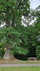 Alte Eiche 'mit dem Schweinekopf' bei Vinsebeck