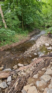 Alte Eiche 'mit dem Schweinekopf' bei Vinsebeck
