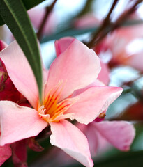 Nerium oleander. Beautiful pink flowers close-up. Nature.
