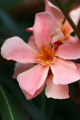 Nerium oleander. Beautiful pink flowers close-up. Nature.
