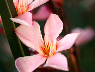 Nerium oleander. Beautiful pink flowers close-up. Nature.
