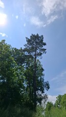 mixed forest, lush green trees, a cedar tree towering above the trees, a blue sky with light white clouds
