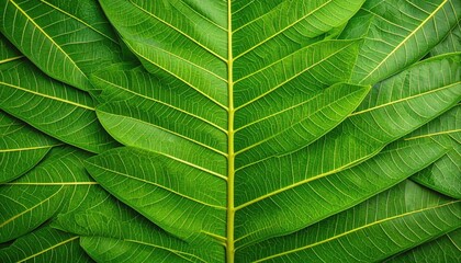Close Up Lush Green Tropical Leaves