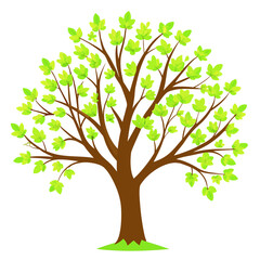 Obraz premium green tree vector illustration
