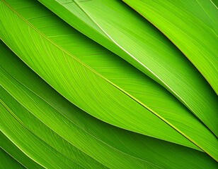 Close Up of Vibrant Green Leaves Showing Textures and Botanical Details