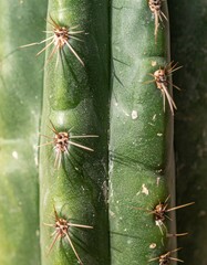 Detailed Close Up of Green Cactus with Sharp Spines and Textural Surface in Sunlight