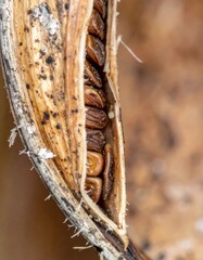 Close Up View of Iris Seed Pod with Brown Seeds on Neutral Background