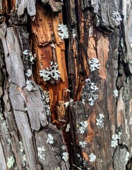 Close Up View of a Rough Tree Bark Texture Showing Natural Patterns and Lichen Growth