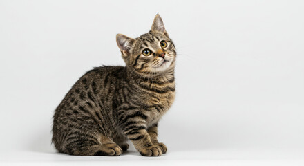 Obraz premium Adorable Tabby Kitten Sitting and Looking Upward on White Background.