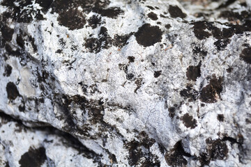 Textured surface of a large rock displays a unique pattern of black and gray lichen. The natural elements create an intriguing visual contrast, showcasing the beauty of nature up close