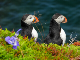 Atlantic puffins chattering with one another
