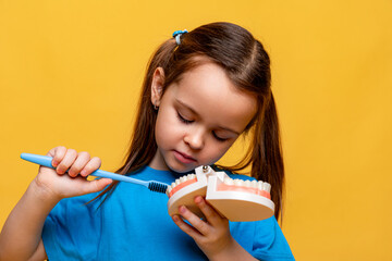 Little girl holding a model of a jaw with teeth and a toothbrush in her hands to demonstrate proper...