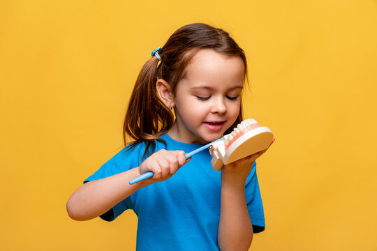 Little girl holding a model of a jaw with teeth and a toothbrush in her hands to demonstrate proper tooth brushing on yellow background. Children's dentistry. Children's teeth care. Copy space