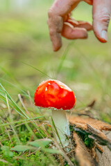 Dangerous poisonous mushrooms.Foraging for Wild Mushrooms in Forest.Hand Reaching for Red Mushroom in Forest.Collecting fly agarics. 