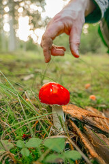inedible mushroom.Fly agarics in green tall grass.Hand Reaching for Red Mushroom in Forest 
