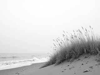 Obraz premium Tall dry grasses on the ocean shore and black-white