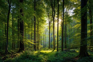 Fototapeta premium Sunlight filters through a dense forest