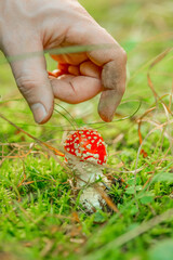 Collecting fly agarics. Ingredients for making ayahuasca.Dangerous poisonous mushrooms.Foraging for Wild Mushrooms in Forest 