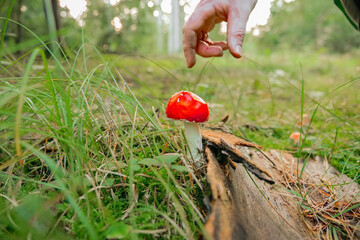 Fly agaric.red mushroom in a forest. dangerous inedible mushroom.Foraging for Wild Mushrooms in Forest.Hand Reaching for Red Mushroom in Forest 