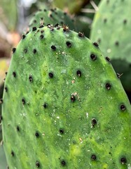 Vibrant Green Prickly Pear Cactus Pad Close Up Showing Thorns and Spines in Daylight