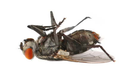 Dead large house flies isolated on white background, clipping
