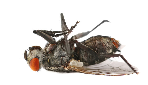 Dead large house flies isolated on white background, clipping
