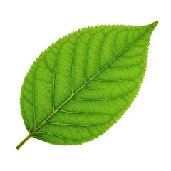 green leaf isolated on white