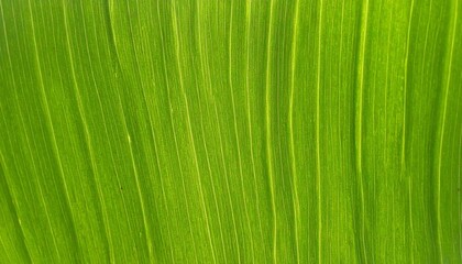 Detailed Macro Shot of a Bright Green Leaf Showing Veins and Cell Structures