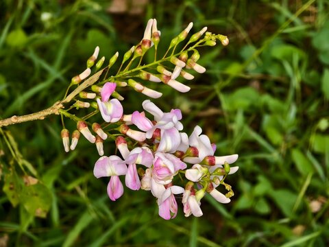 beautiful gamal flowers in the morning