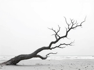 Obraz premium Old tree on the ocean beach and black-white