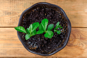 Top view of mandarin sprouts in flower pot on wooden background.