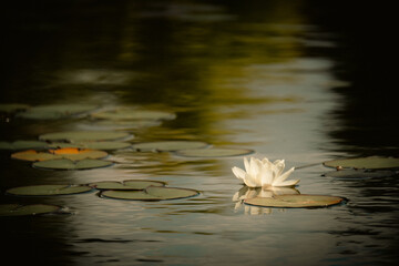  Pink Water Lily Reflected on Gentle Lake Waves