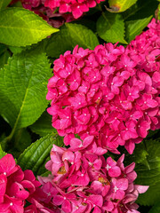 Pink Hydrangeas on a Summer's Day in Victoria, Canada