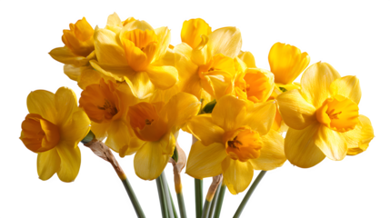 yellow daffodils isolated on white