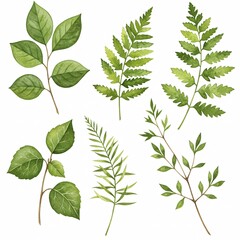 Watercolor green leaves and ferns isolated on white background