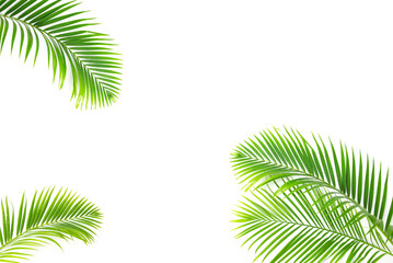 Palm leaves on white background
