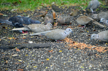 Fototapeta premium Mourning Doves Foraging Bird Seed on the Ground