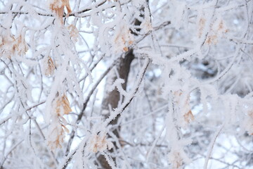 Snowing. Snow covered trees in a winter landscape. Cold weather. Blizzard. Beauty in nature. Amazing December in the north country