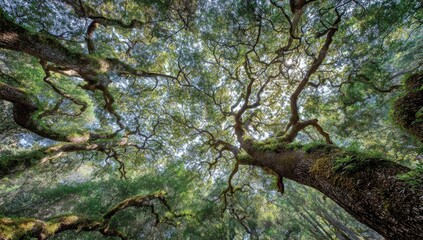 Fototapeta premium Lush forest canopy viewed from below