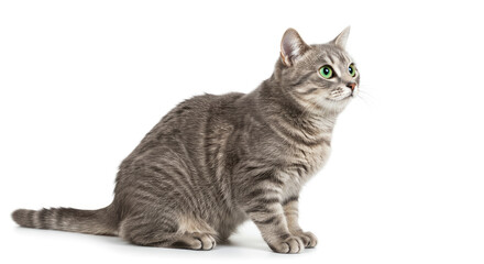 Obraz premium Gray Tabby Cat Sitting and Looking Up on White Background.