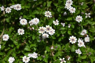 Phyla canescens (Lippia) flowers. Vervenaceae perennial plants. They bloom in large numbers from...