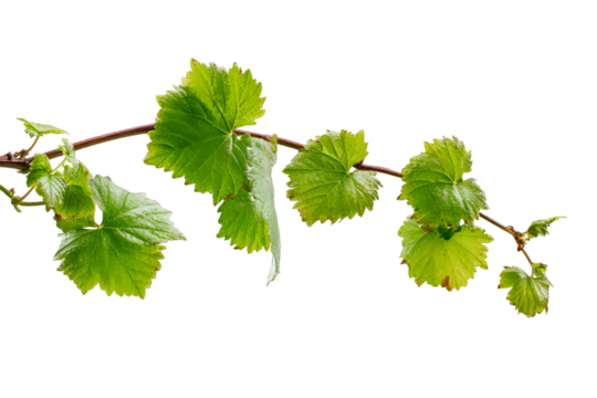 Grapevine leaves branch green nature vine plant foliage botany - Powered by Adobe