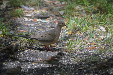 Fototapeta premium Mourning Dove and a Small Sparrowforaaging the ground for bird feed.