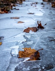 Frozen Ice Surface with Fallen Brown Leaves in Winter Season Outdoor Close Up