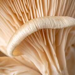 Close up Cream Colored Oyster Mushroom Gills showing its Organic Texture