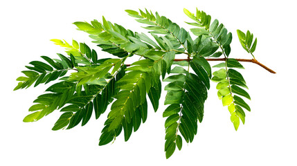 Fototapeta premium Lush Green Branch Isolated Black Background Botanical Beauty Nature Leaf