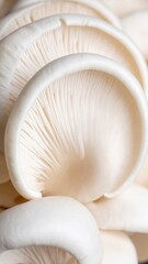 Closeup Oyster Mushrooms on White in Vertical Orientation with Soft Lighting Culinary Ingredient