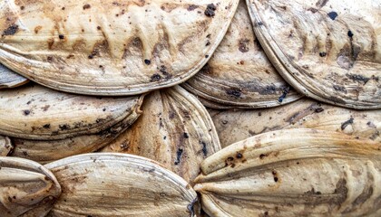 Obraz premium Close Up Group of Beige Seashells Shows Detailed Texture and Surface Pattern