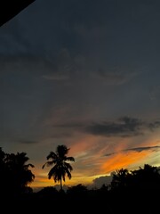 palm tree sunset